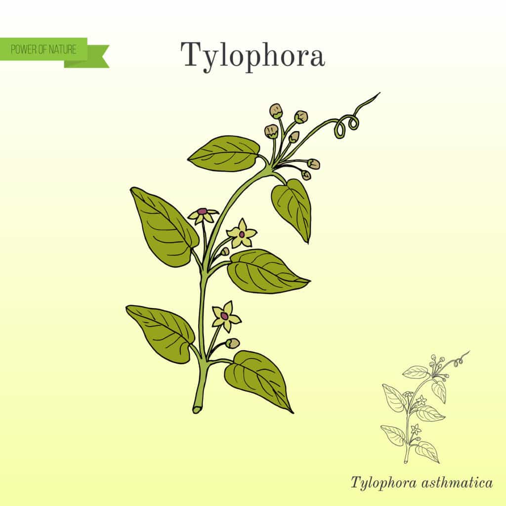 Tylophora là thảo dược gì? Công dụng - liều dùng và tác dụng phụ